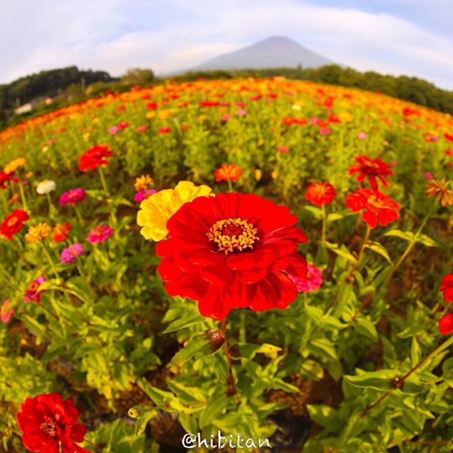 お花と富士山♪