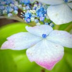6月っていいよね。